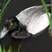 Lesser Scaup